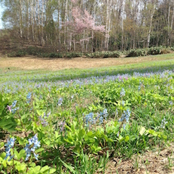 嵐山の小屋前広場