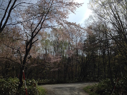 嵐山への登山道