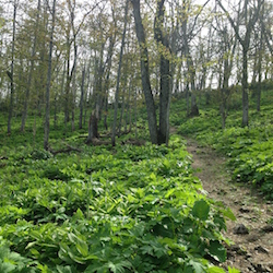 嵐山展望台と北邦野草園の間の散策路