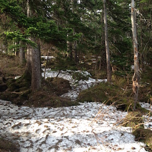 美瑛富士登山道