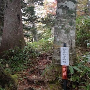 ウムレク（夫婦）の松