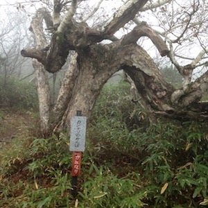 カンナリ（かみなり）のかんば