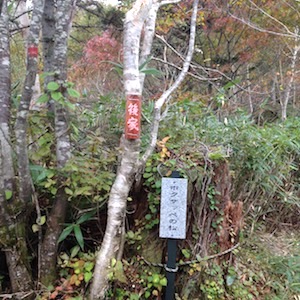 ホクサッペ（後家）の松