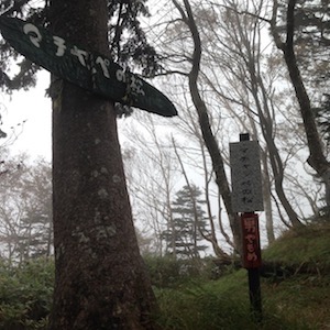 マチャッペ（男やもめ）の松