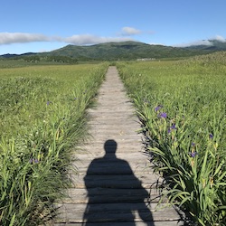 雨竜沼湿原木道