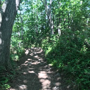 藻岩山登山道