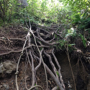 蛇と間違えそうなロープ