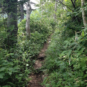 富良野西岳の登山道