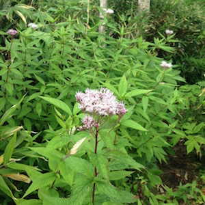 富良野西岳の登山道で見かけた花