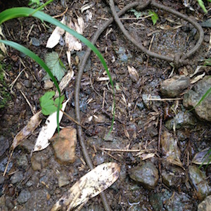 蛇と間違えそうなロープ