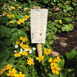 エゾノリュウキンカ