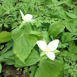 キクザキイチゲ