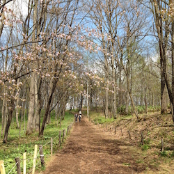 コーズ最初の上り坂