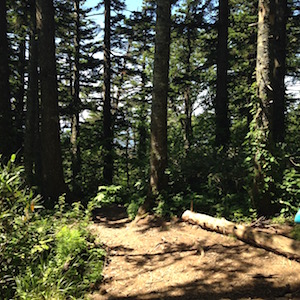 針葉樹林の中の道