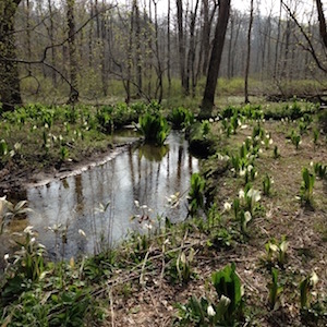 ポロト自然休養林の水芭蕉