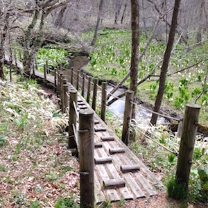 水芭蕉と木道