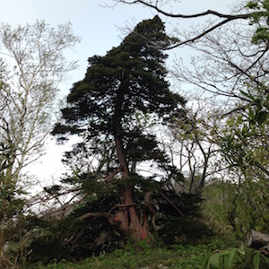 無名山近くの立派な樹